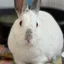 Binx - adult bunny