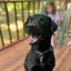 Endeavor - 5 yr old Labrador