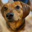 Judy - adult husky mix, Janis - young beagle, and Frankie - adult pointer mix