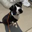Sully - 3 yr old American pit bull terrier